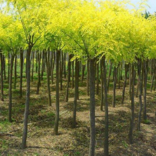 庭院装饰黄金槐 道路黄金槐树 供应金枝槐