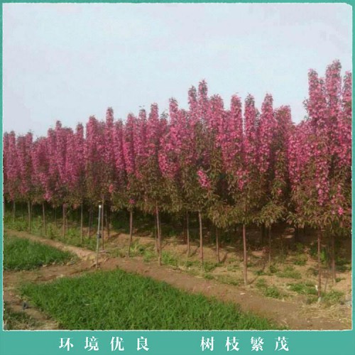 海棠苗价格 庭院嫁接海棠树 8公分海棠树