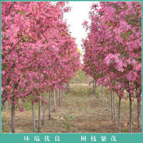 四季海棠 海棠树