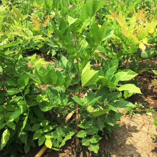 供应紫藤 基地直销紫藤树苗