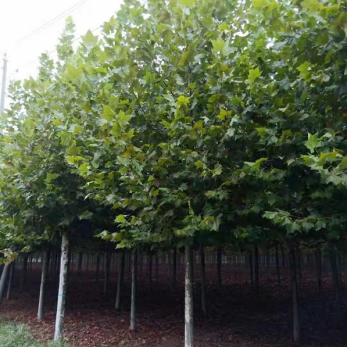 绿化苗木法桐 乔木法桐 小区别墅法桐乔木法桐