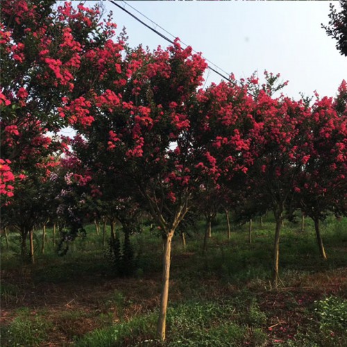 园林绿化紫薇 优质紫薇绿化苗