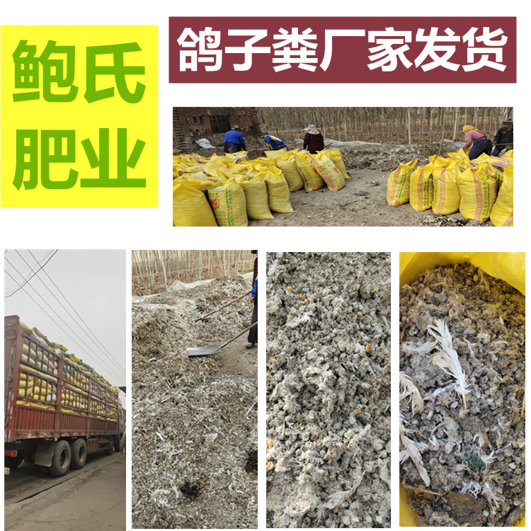 鲍氏鸽子粪发货2