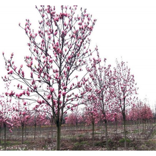 紫玉兰苗木 紫玉兰基地大量出售