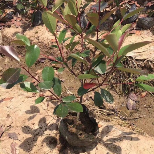 红叶石楠基地 红叶石楠大量出售 尺寸齐全