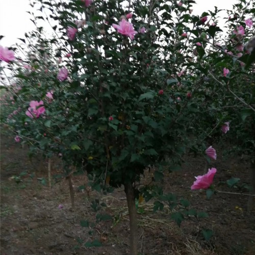 2021年木槿花小苗 木槿基地直销