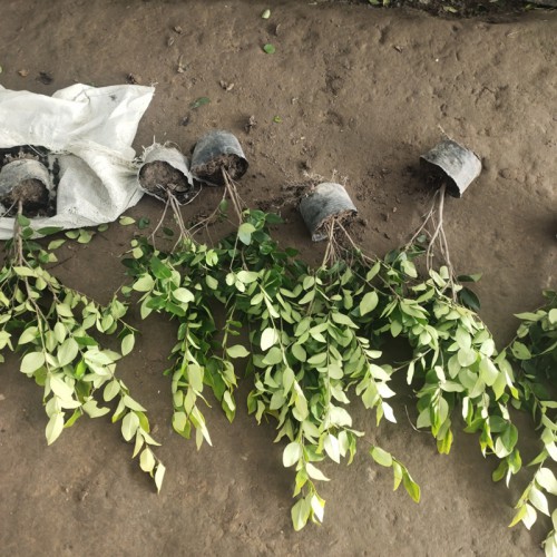 金森女贞小苗 金森女贞球基地 苗圃直销