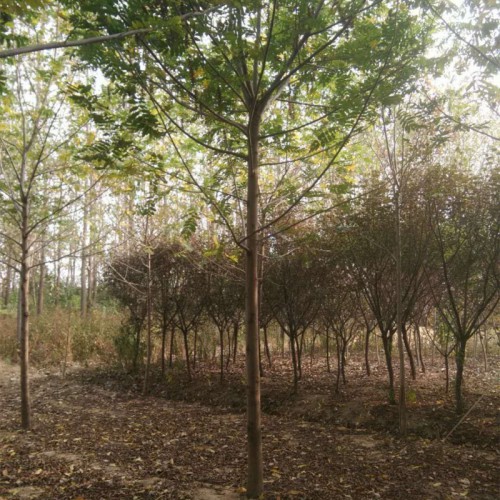 枫杨树基地 枫杨小苗 苗圃直销
