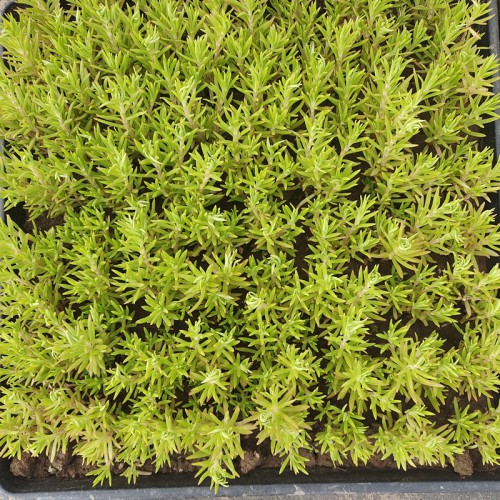 佛甲草基地 佛甲草苗圃直销