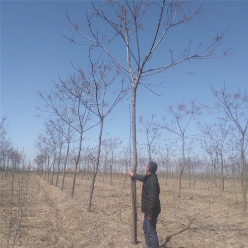 苦楝树苗木 苦楝树基地 苗圃直销