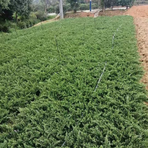 基地直销 园林绿化苗木铺地柏价格 铺地柏小苗