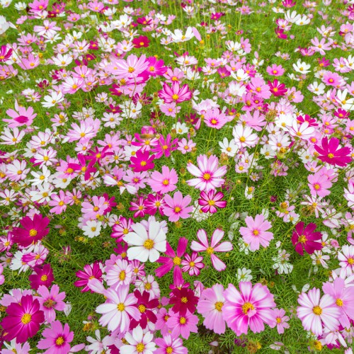 批发波斯菊种子 出售波斯菊种子