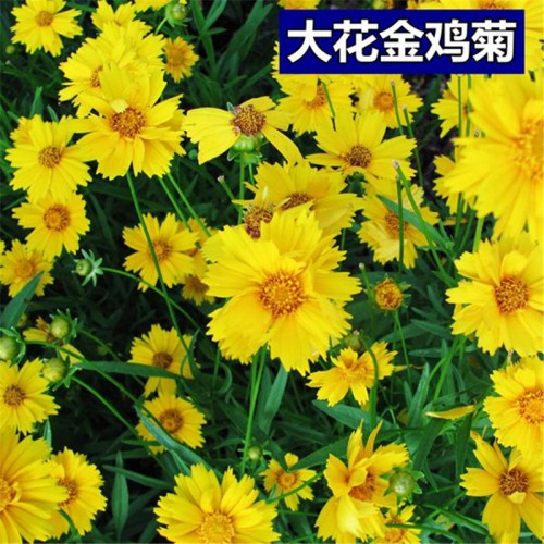 金鸡菊种子 大花金鸡菊种子