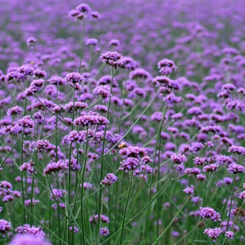 柳叶马鞭草种子