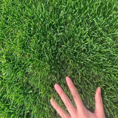 草坪种子 绿化草坪种子