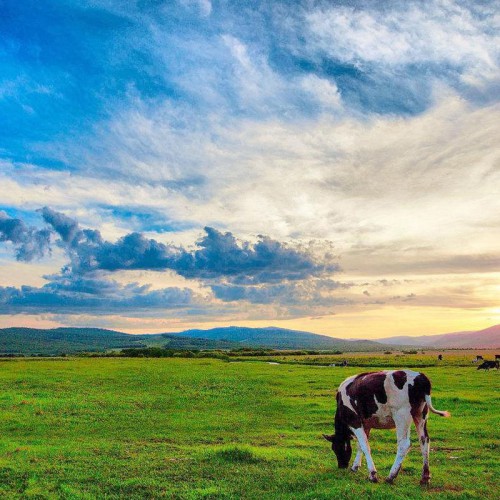 内蒙古呼伦贝尔旅游