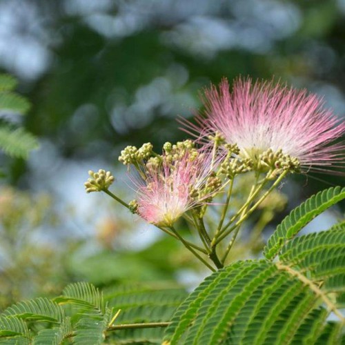 合欢种子 银合欢种子 绿化合欢种子