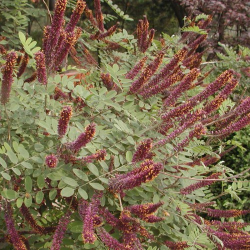 紫穗槐种子 绿化紫穗槐种子