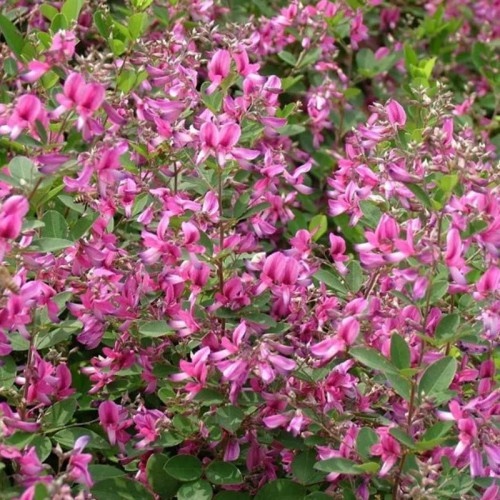 胡枝子种子 批发胡枝子种子