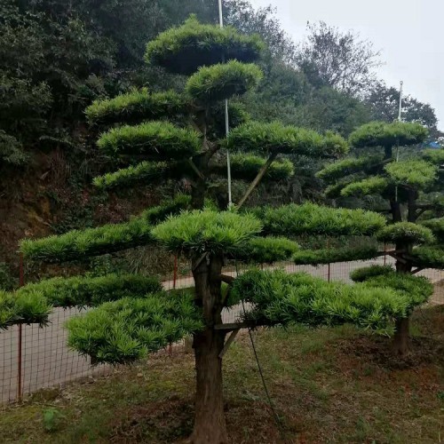 罗汉松商品批发价格 罗汉松桩苗木厂家直供 造型罗汉松