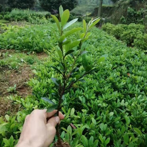 中华蚊母工程苗价格 蚊母小苗价格 小叶蚊母小苗价格