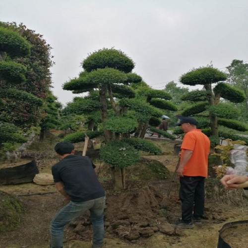 基地直销小叶女贞桩批发价格 小叶女贞价格  造型小叶女贞