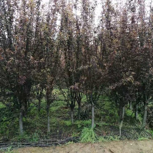 红叶李批发价格  大量供应6-8公分红叶李