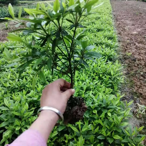 2021年新品春鹃批发价格 毛鹃芽苗 杜鹃工程苗