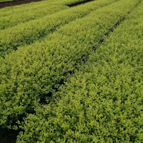 金叶女贞工程苗