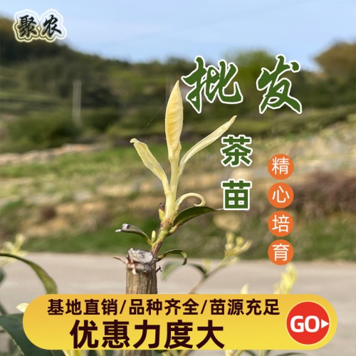 水晶奶白茶苗 水晶奶白扦插条 水晶奶白扦插穗条