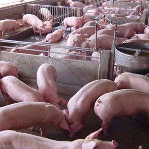 仔猪苗批发价格
