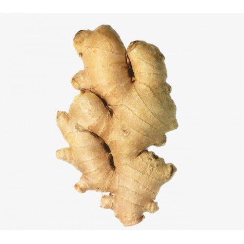 生姜 姜母 生姜批发