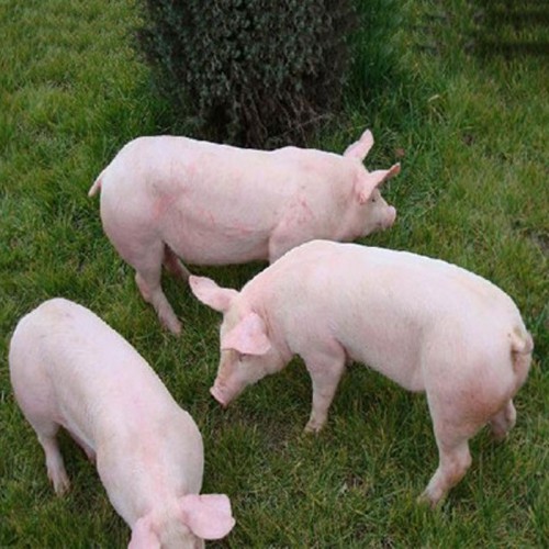 小猪苗 纯种母猪仔