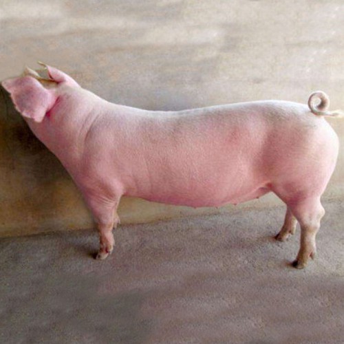 小猪苗 纯种母猪仔