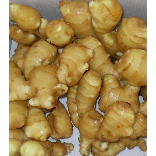 生姜批发 大黄姜小黄姜辛辣味美