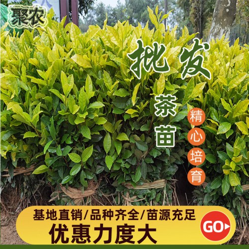 郁金香茶苗 郁金香茶苗扦插穗条枝条