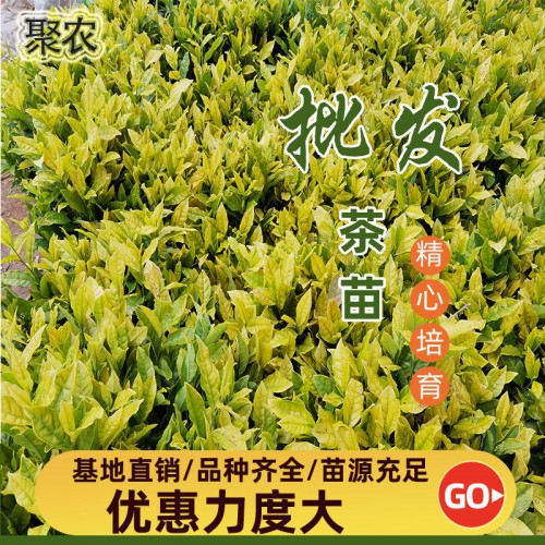 御金香茶苗 御金香茶苗扦插穗条枝条