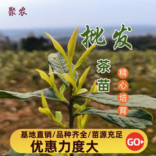 龙井黄茶苗 龙井黄茶苗扦插穗条枝条