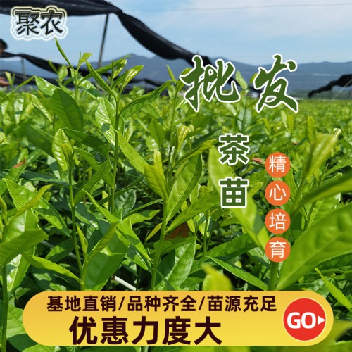 黄金甲茶苗 黄金甲茶苗扦插穗条枝条