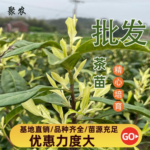 奶白茶苗 奶白茶苗扦插枝条穗条