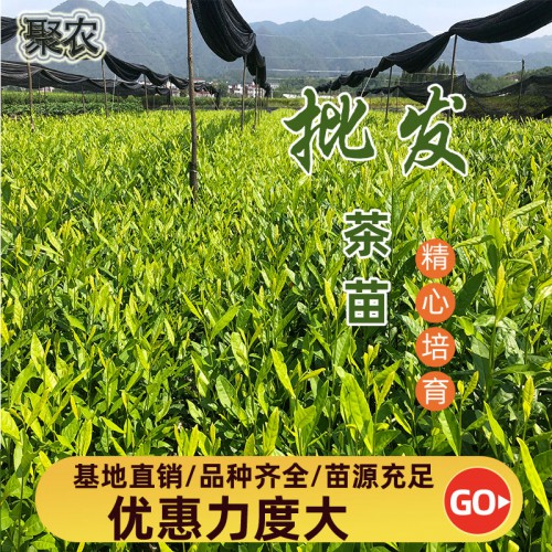 黄金甲茶苗 黄金甲扦插穗条枝条