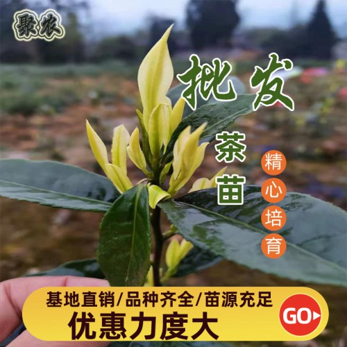 特早白茶苗批发 特早白茶苗扦插穗条批发