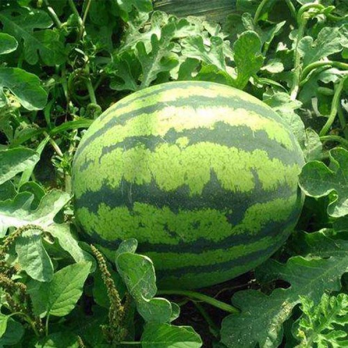 西瓜批发价格