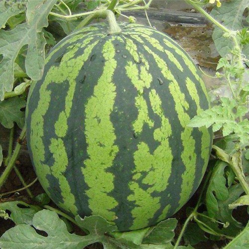 西瓜大又甜 山东甜王西瓜