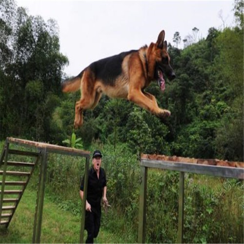警犬障碍训练器材 标准警犬障碍设施
