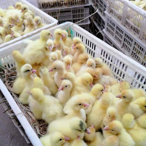 大白鹅苗养殖孵化场 批发大品种白鹅苗有卖 小鹅苗价格