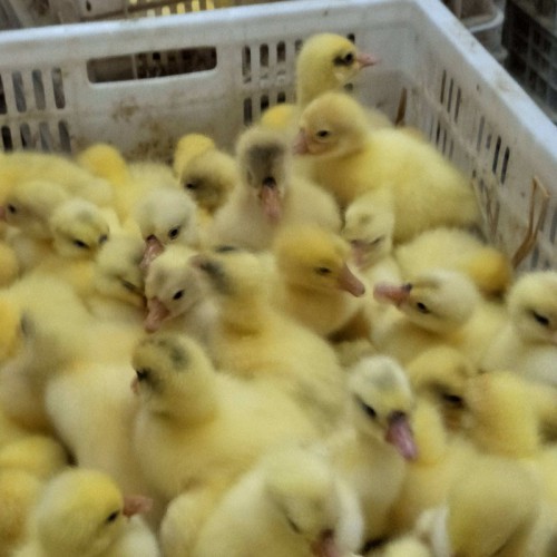 反季节鹅苗 杂交鹅苗 鹅苗一只 商品鹅苗