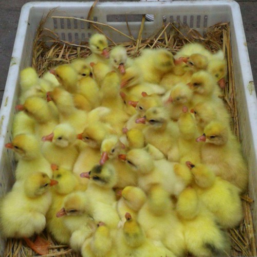 大品种白鹅鹅苗 杂交鹅苗价格 江苏鹅苗孵化场