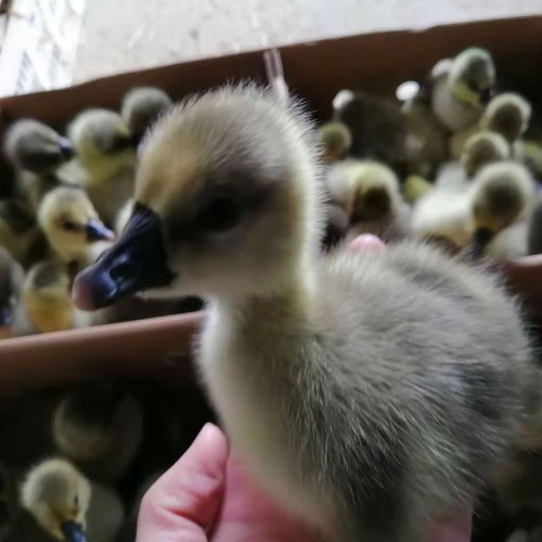 大鹅鹅苗 下蛋鹅苗  杂交马岗鹅苗 鹅苗买卖