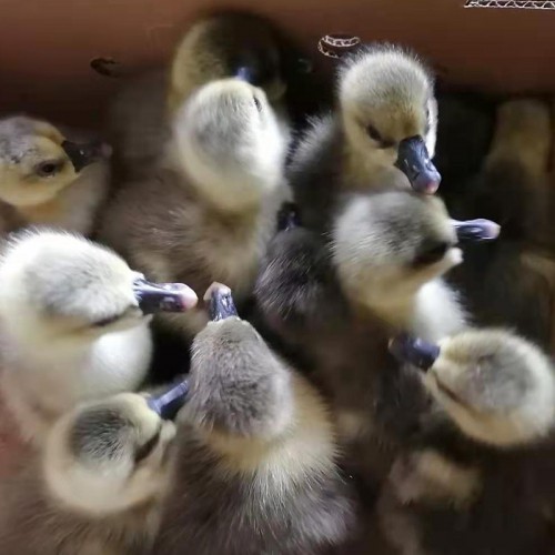 马岗鹅苗 黑鹅苗 马冈鹅苗 灰颜色的鹅苗